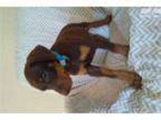 Doberman Pinscher Puppy for sale in Bloomington, IN, USA