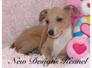 Italian Greyhound Puppy for sale in Rockwell City, IA, USA