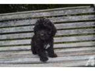 Mutt Puppy for sale in GALLATIN, TN, USA