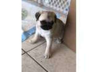 Pug Puppy for sale in El Paso, TX, USA