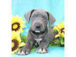 Great Dane Puppy for sale in West Lafayette, OH, USA