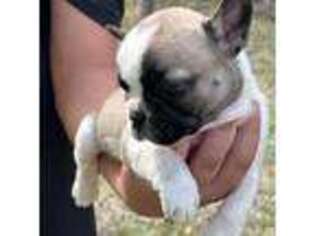French Bulldog Puppy for sale in Center Point, TX, USA