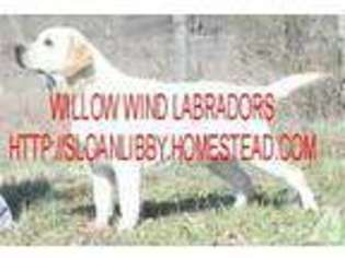 Labrador Retriever Puppy for sale in GRANBY, MA, USA