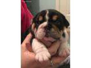 Bulldog Puppy for sale in Grand Blanc, MI, USA