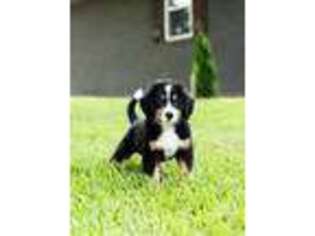 Bernese Mountain Dog Puppy for sale in Locust Grove, OK, USA