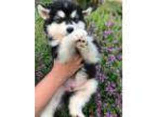 Alaskan Malamute Puppy for sale in Rocklin, CA, USA