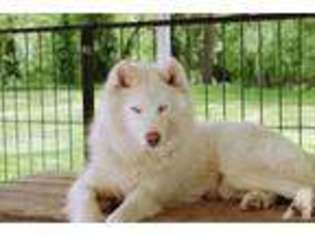 Siberian Husky Puppy for sale in BOCA RATON, FL, USA