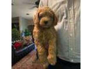 Goldendoodle Puppy for sale in Lake Butler, FL, USA