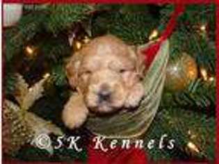 Goldendoodle Puppy for sale in Sioux Center, IA, USA