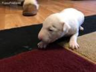 Bull Terrier Puppy for sale in Grand Junction, CO, USA