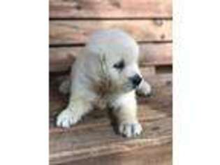 Golden Retriever Puppy for sale in Adairsville, GA, USA