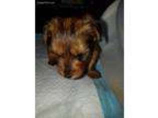 Yorkshire Terrier Puppy for sale in Bethlehem, PA, USA