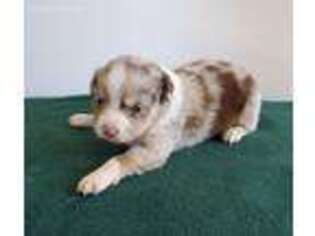 Australian Shepherd Puppy for sale in Gamaliel, AR, USA
