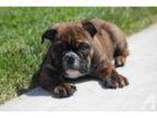 Bulldog Puppy for sale in IMPERIAL BEACH, CA, USA