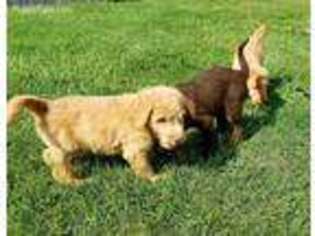 Labradoodle Puppy for sale in Bellefontaine, OH, USA
