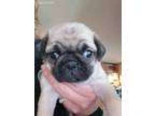 Pug Puppy for sale in New Vienna, OH, USA