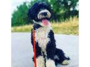 Portuguese Water Dog Puppy for sale in Fort Collins, CO, USA