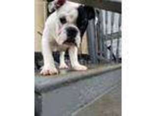 Bulldog Puppy for sale in Harrisonburg, VA, USA