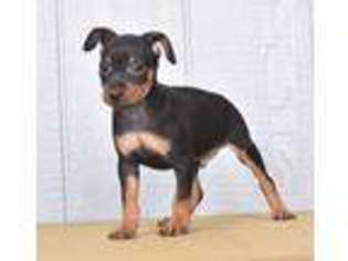 Miniature Pinscher Puppy for sale in Millersburg, OH, USA