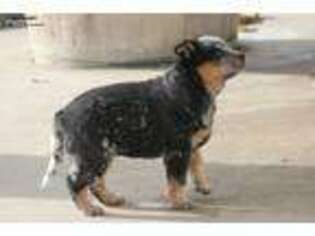 Australian Cattle Dog Puppy for sale in Wapato, WA, USA