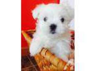 Maltese Puppy for sale in CARMEL, IN, USA