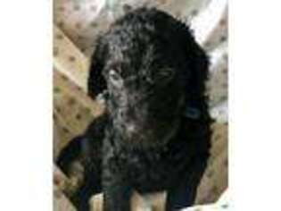 Goldendoodle Puppy for sale in Croswell, MI, USA