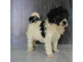 Mutt Puppy for sale in Pierz, MN, USA