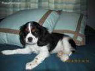 Cavalier King Charles Spaniel Puppy for sale in Stover, MO, USA