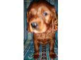 Irish Setter Puppy for sale in Candia, NH, USA