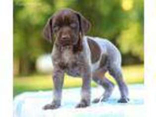 German Shorthaired Pointer Puppy for sale in Canton, GA, USA