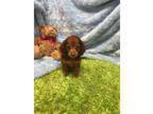 Dachshund Puppy for sale in Newton, IA, USA