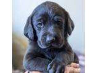 Labrador Retriever Puppy for sale in Kendrick, ID, USA