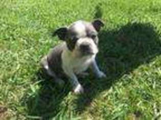 Boston Terrier Puppy for sale in Hannover, ND, USA