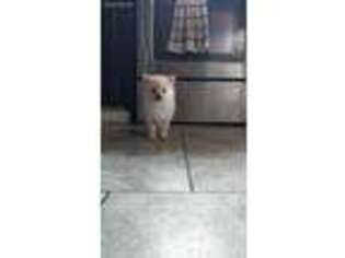 Pomeranian Puppy for sale in Berryton, KS, USA
