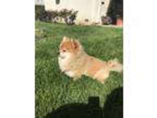 Pomeranian Puppy for sale in Glendale, CA, USA