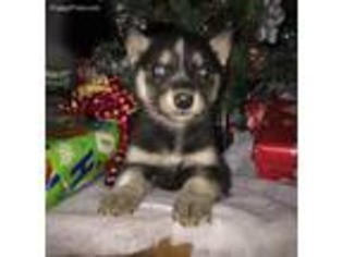 Siberian Husky Puppy for sale in Ashland, OH, USA