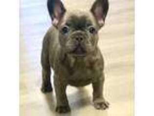French Bulldog Puppy for sale in Lumberton, NJ, USA