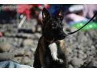 Belgian Malinois Puppy for sale in Beaverton, OR, USA