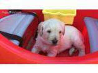 Labradoodle Puppy for sale in Savoy, TX, USA