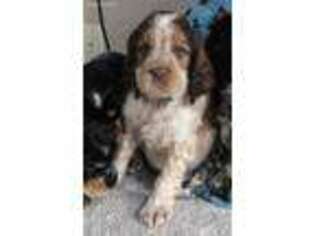 English Springer Spaniel Puppy for sale in Wasilla, AK, USA