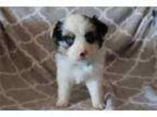 Miniature Australian Shepherd Puppy for sale in Fayetteville, AR, USA