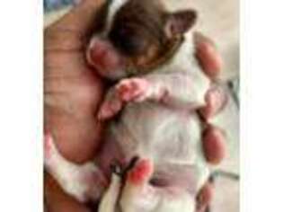 Mutt Puppy for sale in Glen Burnie, MD, USA
