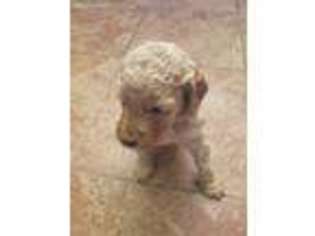 Mutt Puppy for sale in Yuma, AZ, USA