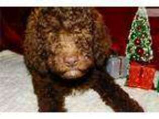 Labradoodle Puppy for sale in Cambridge, OH, USA