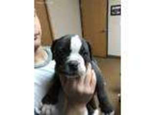 American Bulldog Puppy for sale in Castle Rock, CO, USA