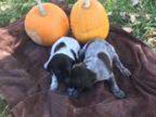 German Shorthaired Pointer Puppy for sale in Greeley, CO, USA