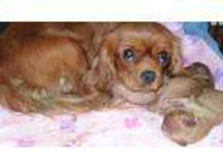 Cavalier King Charles Spaniel Puppy for sale in RICHFORD, VT, USA