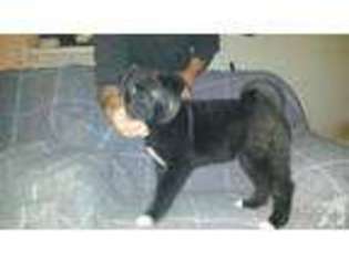 Akita Puppy for sale in CEDAR SPRINGS, MI, USA