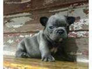 French Bulldog Puppy for sale in Ogallala, NE, USA