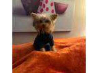 Yorkshire Terrier Puppy for sale in Conyers, GA, USA